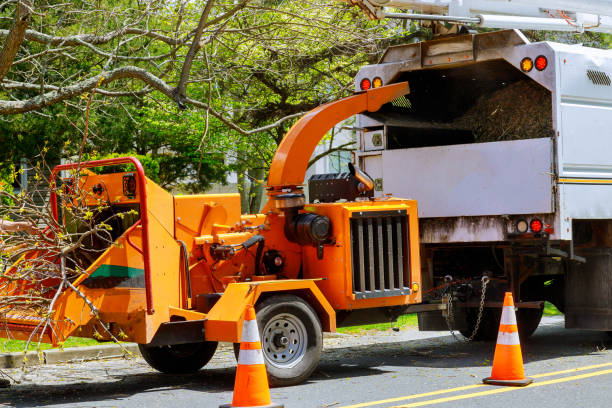 Best Tree Clearing Services  in Robbins, NC